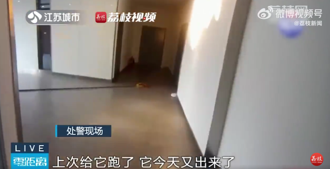 2米长蛇闯进公司大厅吓跑员工，民警迅速赶到将蛇带至安全地带放生处理
