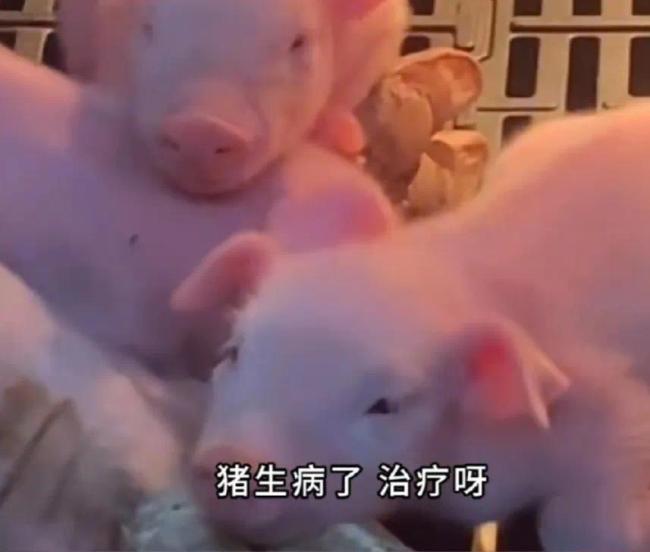 95后高颜值“猪保姆”走红：没有工作焦虑