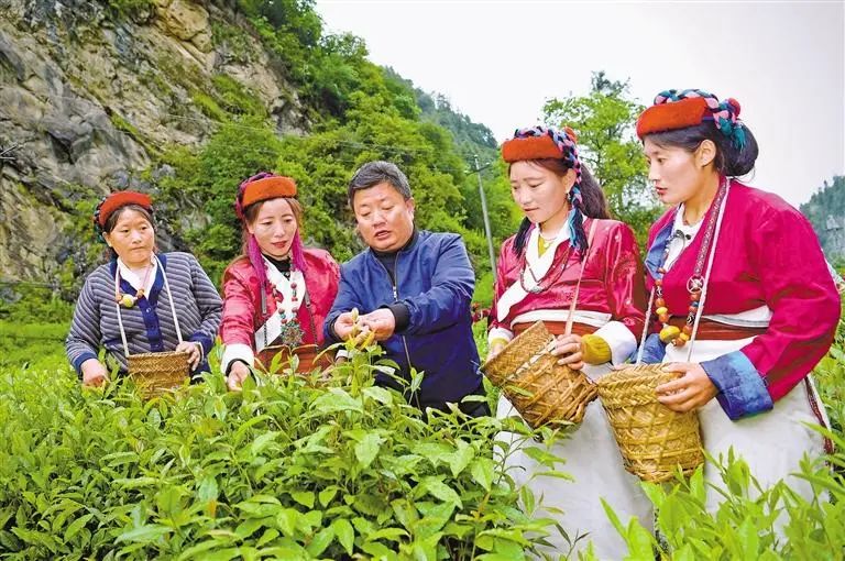 ▲错那市勒布沟，安徽第七批援藏队队员裴含龙（中）指导门巴族村民规范采摘茶叶。