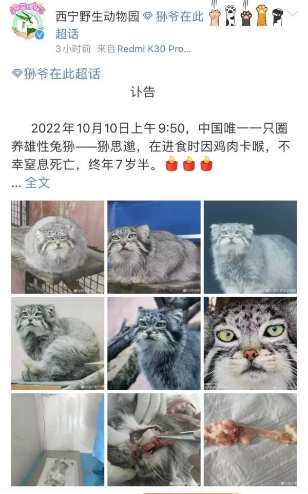 心痛！“狲大娘”因病死亡